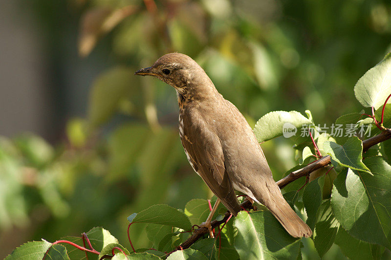 宋画眉（Turdus philomelos）